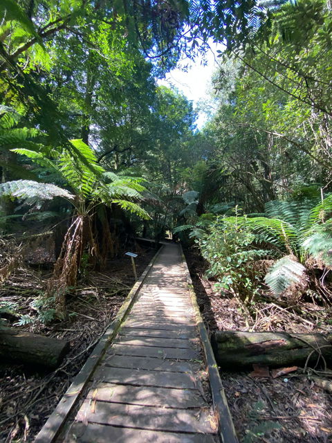 Wirrawilla Rainforest Walk - Gold Coast Attractions 0