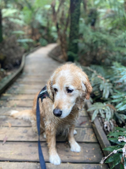 Wirrawilla Rainforest Walk - Gold Coast Attractions 1