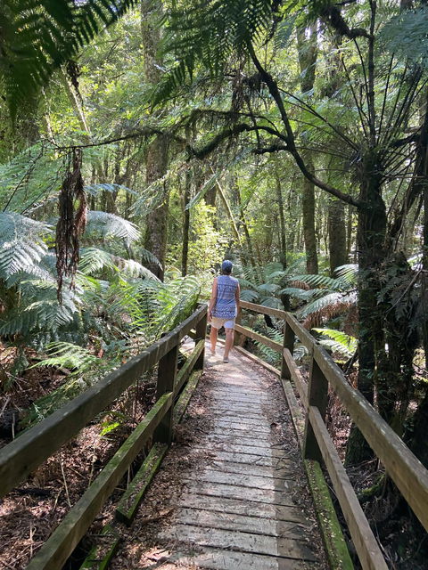Wirrawilla Rainforest Walk - Gold Coast Attractions 2