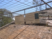 Aboriginal Carvings