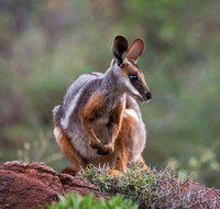 Arkaroola Wilderness Sanctuary - Gold Coast Attractions