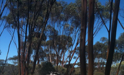 Boorabbin National Park - Gold Coast Attractions 0