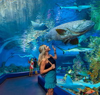 Cairns Aquarium - Gold Coast Attractions