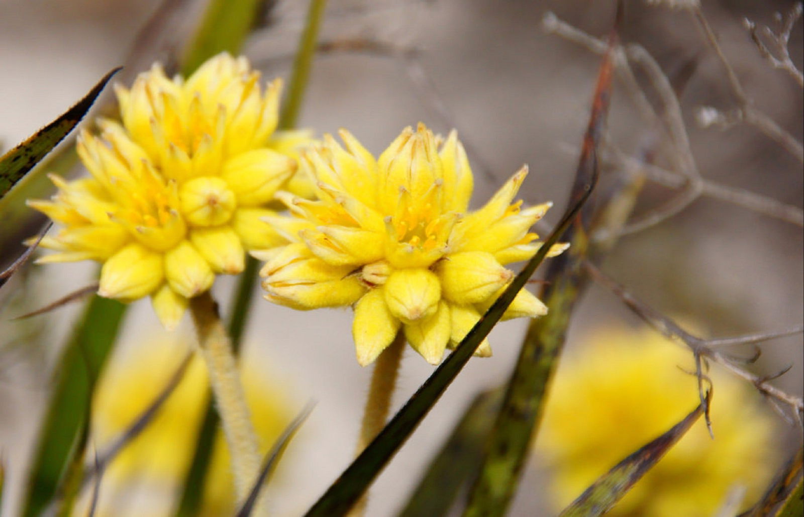 Yathroo WA Gold Coast Attractions