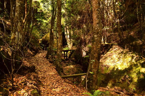Cave Creek Walking Track - Gold Coast Attractions 2