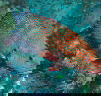 Cobia Hole Dive Site - Gold Coast Attractions