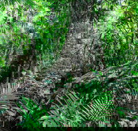 Djiru National Park - Gold Coast Attractions