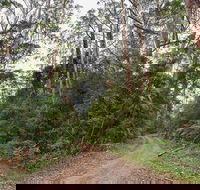 End Peak walking track - Gold Coast Attractions