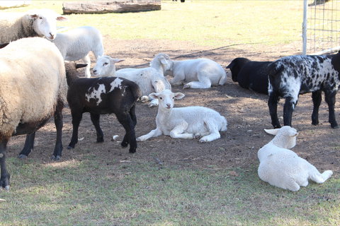 Haigslea EWE Nique Hobby Farm - Gold Coast Attractions 1