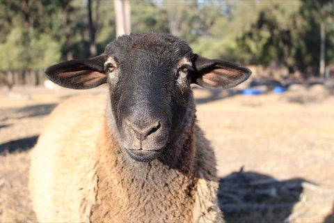 Haigslea EWE Nique Hobby Farm - Gold Coast Attractions 2