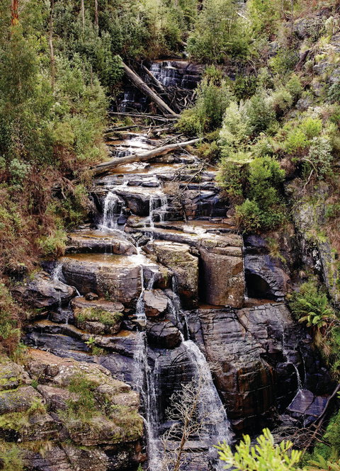 Kinglake National Park - Gold Coast Attractions 1
