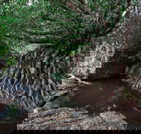 Misty Mountains Wilderness Tracks - Gold Coast Attractions