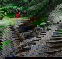Montezuma Falls - Gold Coast Attractions