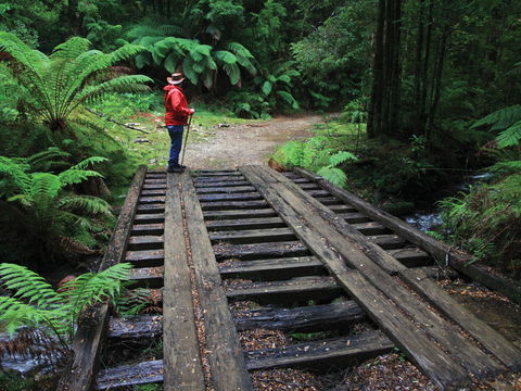 Montezuma Falls - Gold Coast Attractions 0