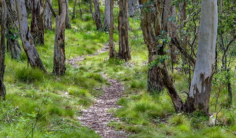 Mount Canobolas State Conservation Area - Gold Coast Attractions 0
