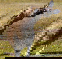 Narawntapu National Park - Gold Coast Attractions