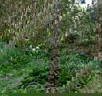 Nature Walking Track - Gold Coast Attractions
