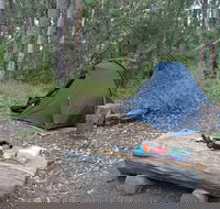 Northbrook Mountain Bush Camp - Gold Coast Attractions