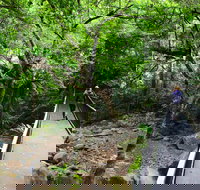 Rainforest Loop Walk Budderoo National Park - Gold Coast Attractions