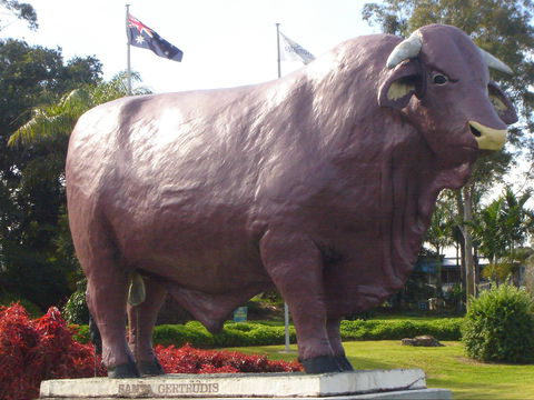 Rockhampton Bull Statues - Gold Coast Attractions 1