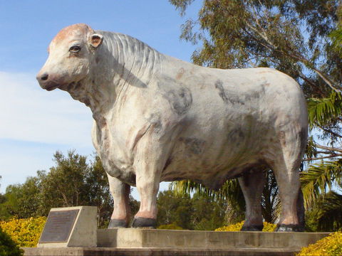 Rockhampton Bull Statues - Gold Coast Attractions 2