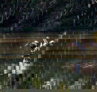 Seaham Swamp Nature Reserve - Gold Coast Attractions