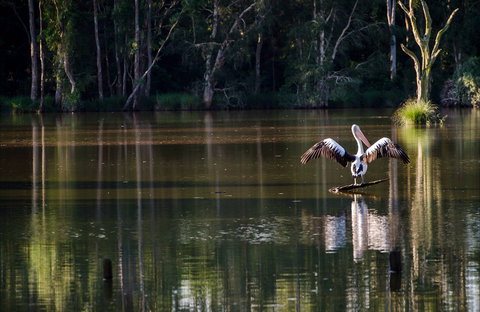 Seaham Swamp Nature Reserve - Gold Coast Attractions 0