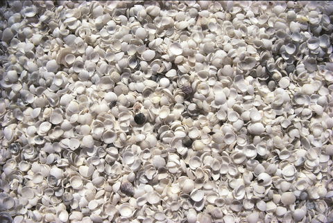 Shell Beach - Gold Coast Attractions 0
