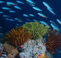 Southern Small Detached Reef Dive Site - Gold Coast Attractions