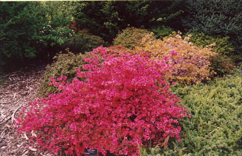 Tasmanian Arboretum Inc. - The - Gold Coast Attractions 2