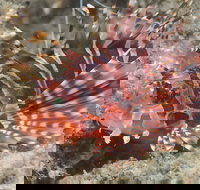 The Seaway Dive Site - Gold Coast Attractions