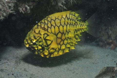 The Seaway Dive Site - Gold Coast Attractions 2