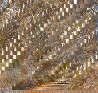 The Great Forest Trees Drive - Gold Coast Attractions