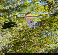 TreeTop Crazy Rider - Gold Coast Attractions