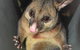 Umpherston Possum Tours - thumb 1