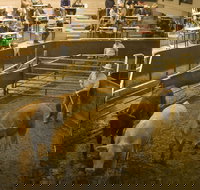 Wagga Wagga Livestock Marketing Centre - Gold Coast Attractions