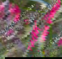 Warawee Circuit Walk to  Trigger Plant Track