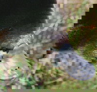 Warrawong Wildlife Sanctuary - Gold Coast Attractions