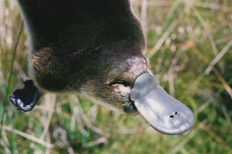 Warrawong Wildlife Sanctuary - Gold Coast Attractions 0