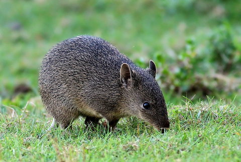 Warrawong Wildlife Sanctuary - Gold Coast Attractions 1
