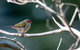 Warrawong Wildlife Sanctuary - thumb 2