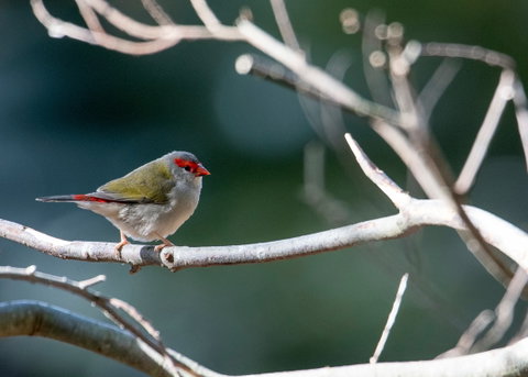 Warrawong Wildlife Sanctuary - Gold Coast Attractions 2