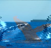 Whale Watching on Keswick Island