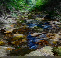 Willi Willi National Park - Gold Coast Attractions