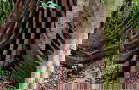 Wingham Brush Nature Reserve