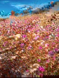 Wineries and Wildflowers