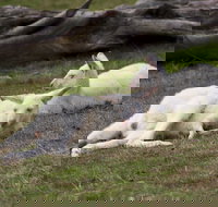 Yarra Valley Nocturnal Zoo - Gold Coast Attractions