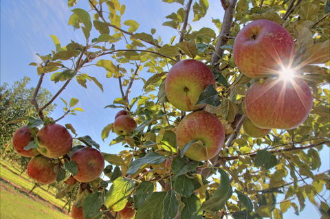 Alpine - Gold Coast Attractions 1