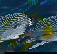 Beaver Reef Dive Site - Gold Coast Attractions