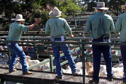 Blackall Saleyards - Gold Coast Attractions 2